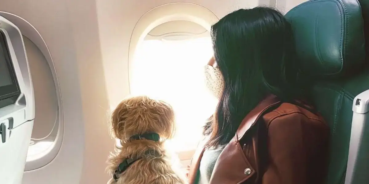 Airlines That Allow Large Dogs in Cabins: 2026 Complete List