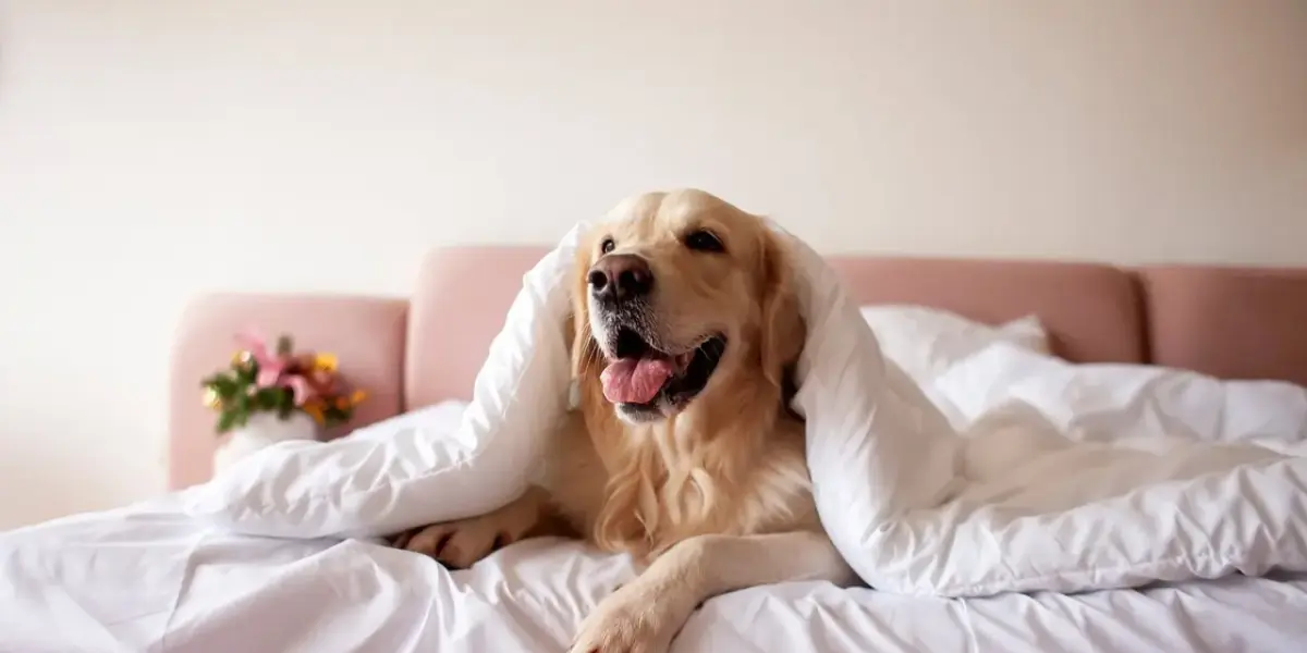 5 Pet-Friendly Hotels in Cape May, New Jersey