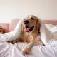 5 Pet-Friendly Hotels in Cape May, New Jersey